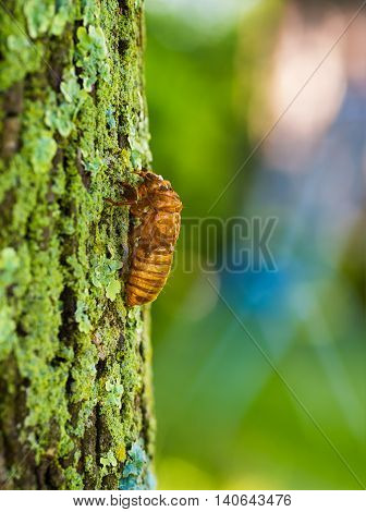 A seventeen-year cicada nymph climbing the side of a tree just prior to molting
