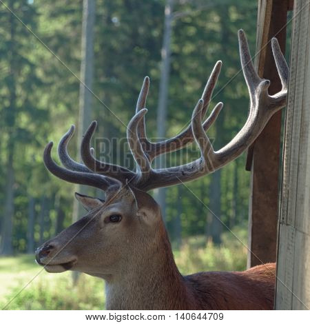 Big Deer In Gehege Park In Austria