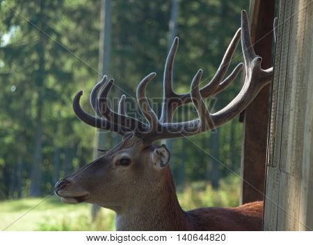 Big Deer In Gehege Park In Austria