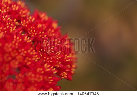 Red flower on a propeller plant, scientifically known as Crassula falcate, blooms in the middle of a drought in summer in Southern California, United States.