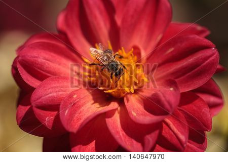 Red Dahlia flower called Fascination with a honeybee, Apis mellifera, gathering pollen in summer.