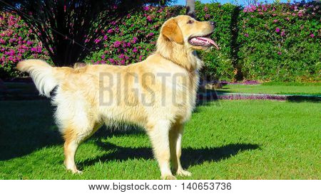 Dog Golden Retriever in nature garden, beautiful dog