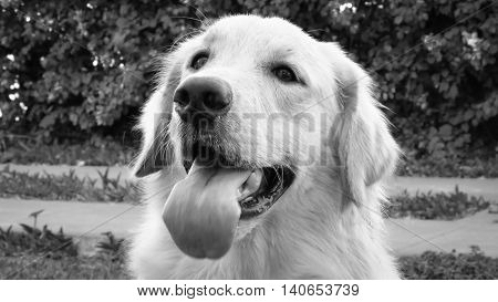 Dog Golden Retriever in black and white