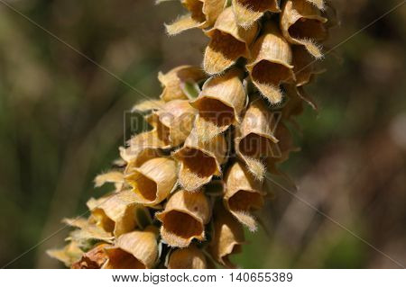 Flowers of the rusty foxglove (Digitalis ferruginea) a digitalis species from Southern and Eastern Europe.