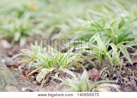 Spider Plant With Green & White Slender Leaf Which Is Good For House Garden Decoration