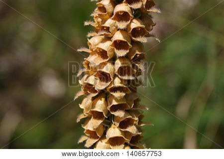 Flowers of the rusty foxglove (Digitalis ferruginea) a digitalis species from Southern and Eastern Europe.