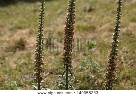 Flowers of the rusty foxglove (Digitalis ferruginea) a digitalis species from Southern and Eastern Europe.