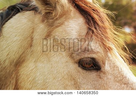 horse eye close up at horse barn