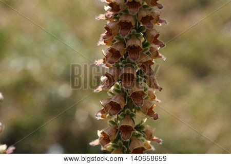 Flowers of the rusty foxglove (Digitalis ferruginea) a digitalis species from Southern and Eastern Europe.