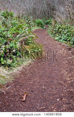 Wet trail in the winter, covered with ground bark and lined by salal plants