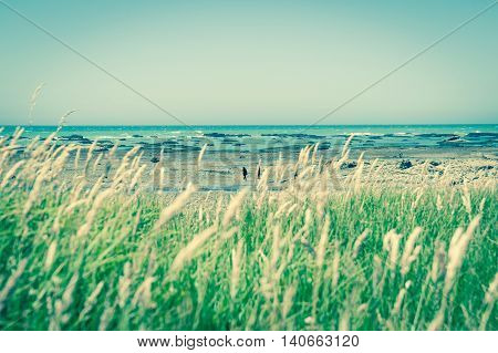 Retro effect image coastal new Zealand blue sky and sea to horizon beyond defocussed green garssy foreground and rocky foreshore between