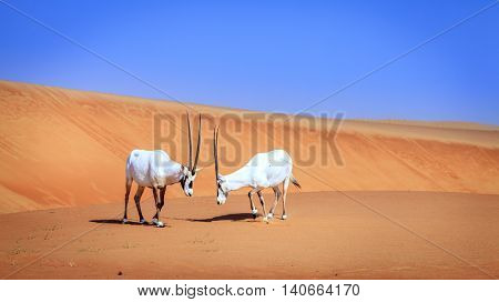 Oryxes or Arabian antelopes in the Desert Conservaion Reserve near Dubai, UAE