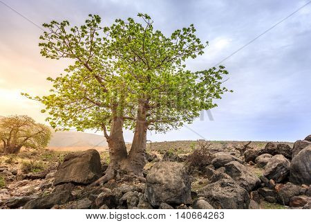 Baobab tree growing in wadi Hinna near Salalah, Oman