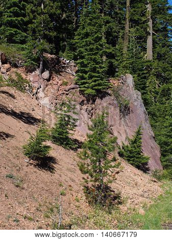 Trees somehow have found a foothold in solid rock on a hillside in Crater Lake National Park.