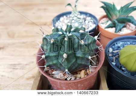 small cactus in pot with wood background