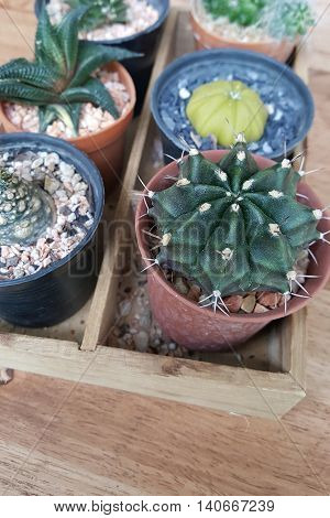 small cactus in pot with wood background