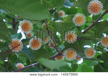 Thai herb tree flower in RUBIACEAE family