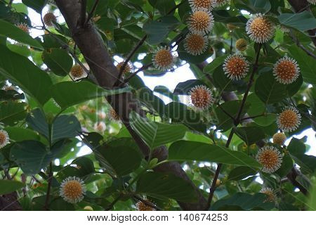 Thai herb tree flower in RUBIACEAE family