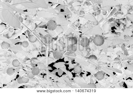 black and white Thai herb tree flower in RUBIACEAE family