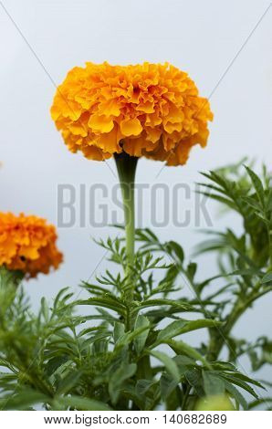 Nature orange yellow garden flower with leaves on a white background
