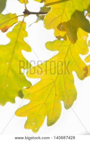 White oak quercus robur leaves in autumn yellow and brown coloured sun shining through