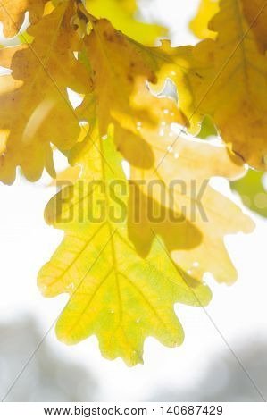 White oak quercus robur leaves in autumn yellow and brown coloured sun shining through