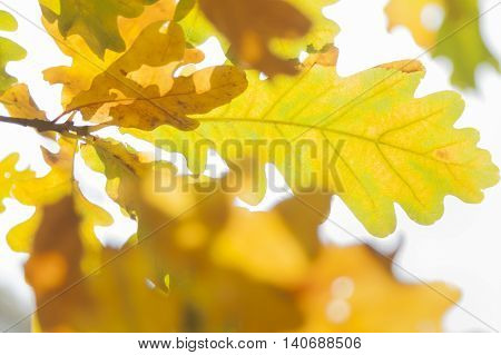 White oak quercus robur leaves in autumn yellow and brown coloured sun shining through