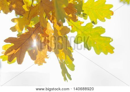 White oak quercus robur leaves in autumn yellow and brown coloured sun shining through
