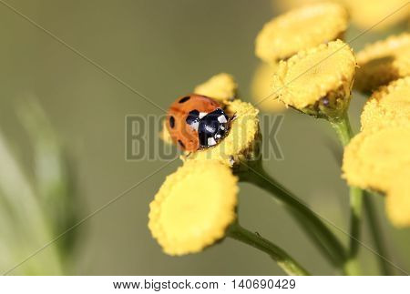 Ladybug on a Yellow Flower close up.