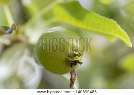 An Ussurian Pear Close Up macro image.