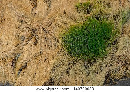Rice harvested and dried for background .