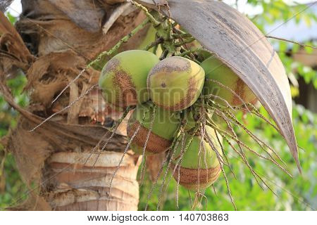 cocoanut on coconut tree in garden ThailandThis plant of palm and found throughout in seaside tropical.