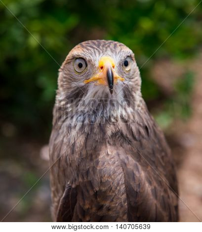 Hawk show yellow mouth and legs capture in thailand