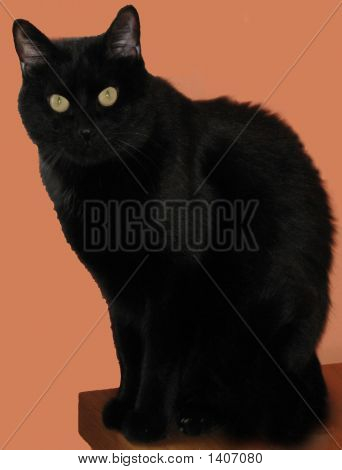 Black Cat 7