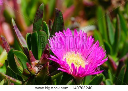 Pink Flowers (carpobrotus) Closeup.