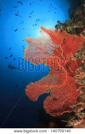 Coral reef underwater: Fan coral and shark in background