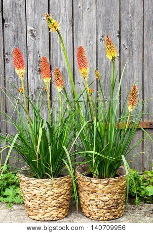Kniphofia Or Red Hot Poker Pants.
