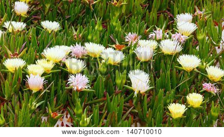 White Flowers On Sand (carpobrotus) Closeup.