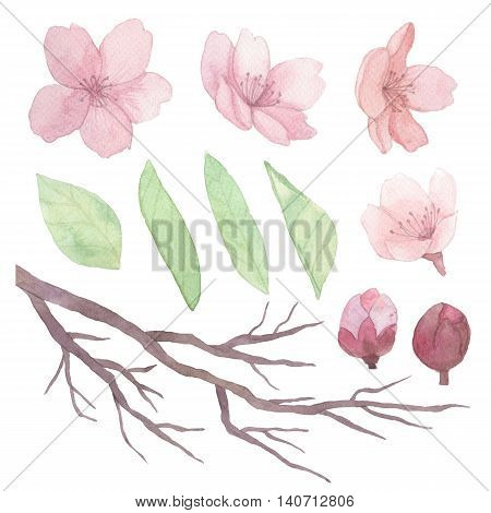 Set of flowers leaves and branches traditional drawing and painting by water-colour on white background
