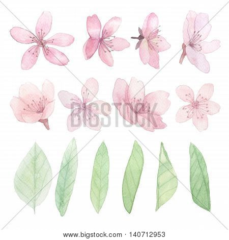 Set of flowers leaves and branches traditional drawing and painting by water-colour on white background