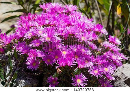 Pink Flowers (carpobrotus) Closeup.