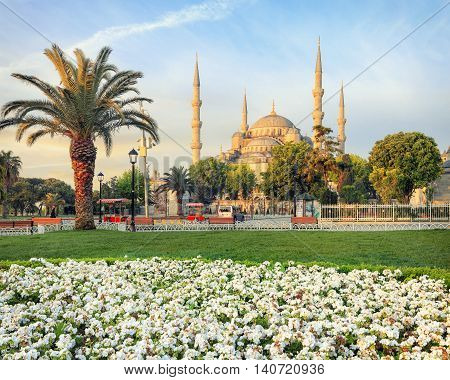 Sultan Ahmed Blue mosque on sunrise with flowers on foreground