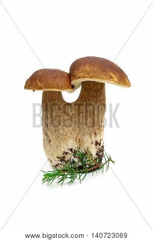 forest mushroom and fir branch isolated on white background. vertical photo.