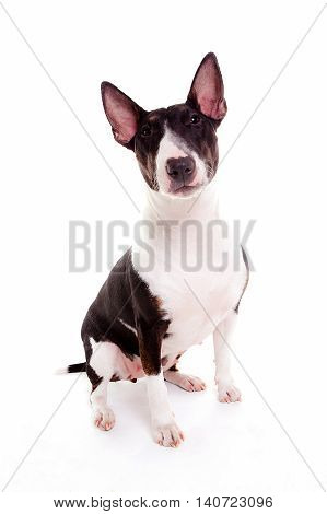 bull terrier isolated in white studio watching