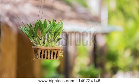 the orchid plant was hanging in pot selective focus and blur background