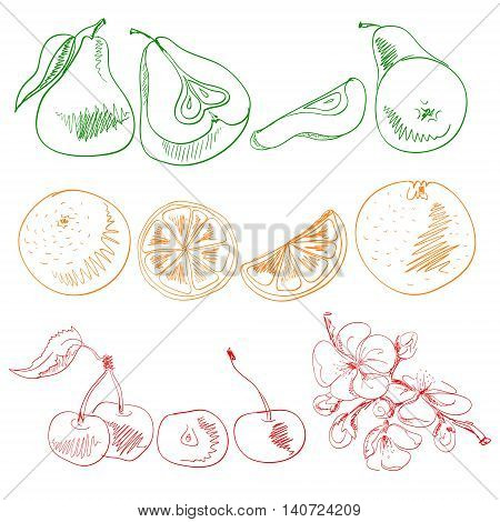 Set of fruits painted with colored lines outline pear orange cherry flowers slices halves vector