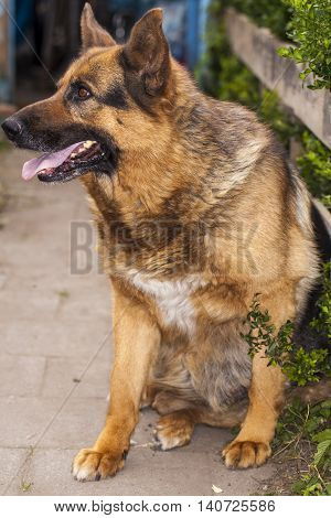 Good Guard Dog, A German Shepherd