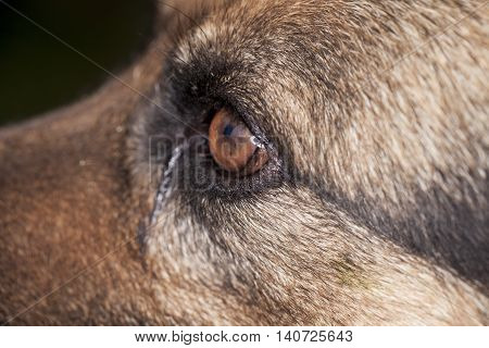 German Shepherd Eye