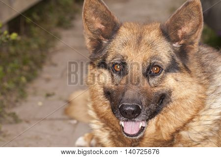 Portrait Of A German Shepherd