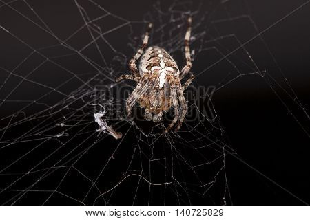 Crouching Spider Sitting On A Spider Web